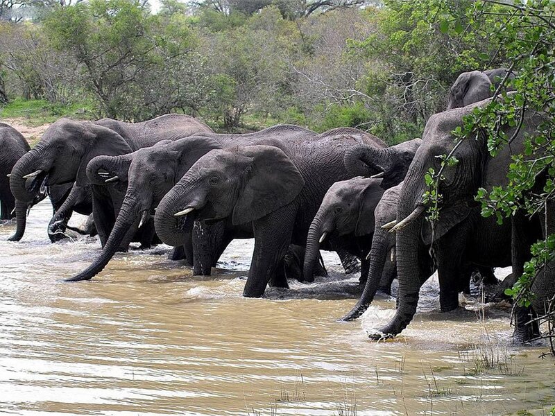 Elephant herd crossing a river
