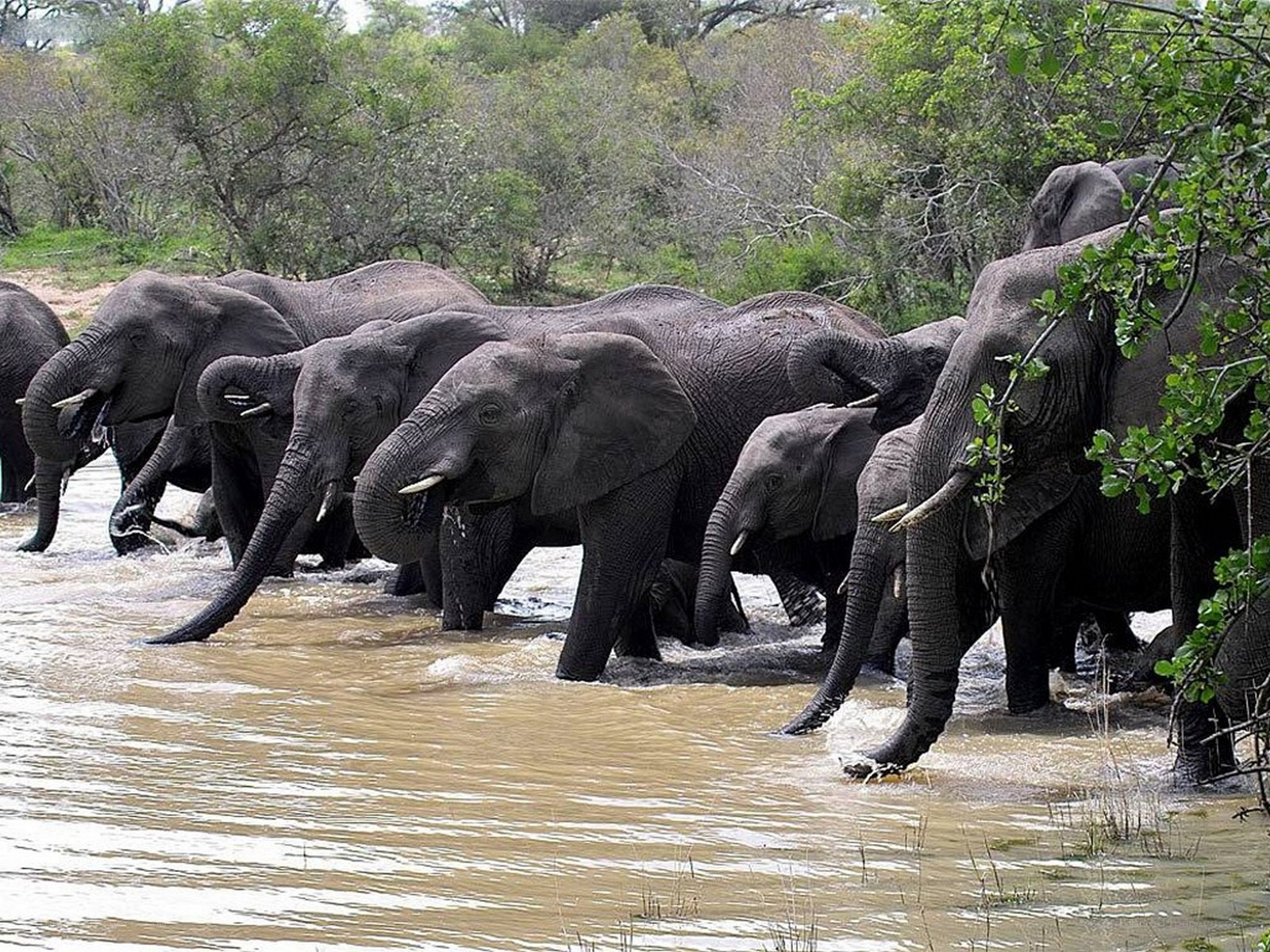 Elephant herd crossing a river