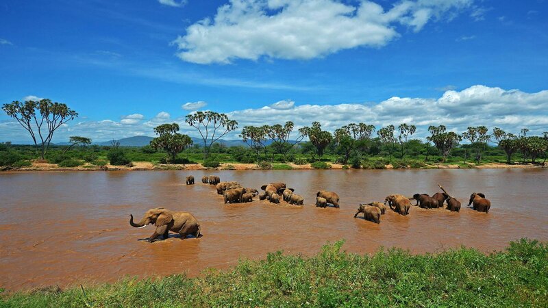 Elephant Herd Crossing River — Blue, Serene
