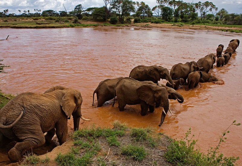 Elephant Herd Crossing River — Brown
