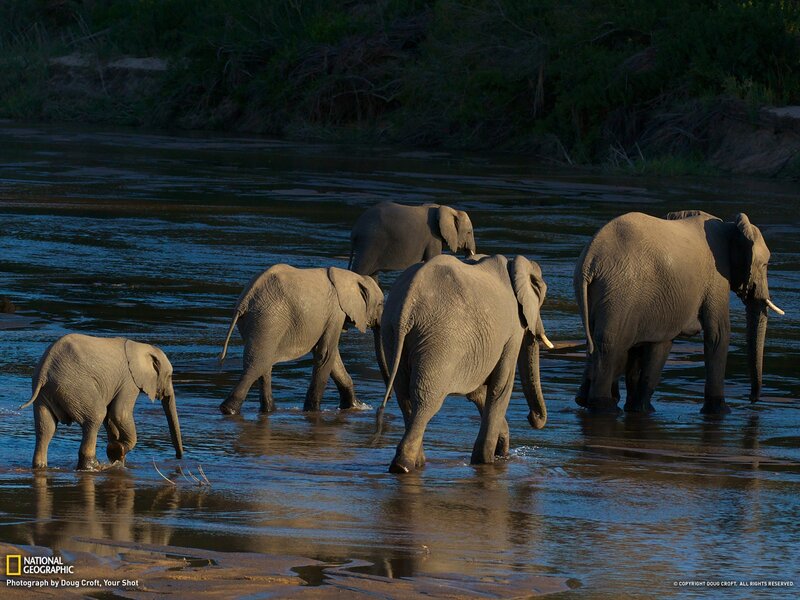 Elephant Herd Crossing River — Gray, Serene