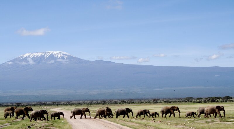 Elephant Herd Crossing Road — Blue