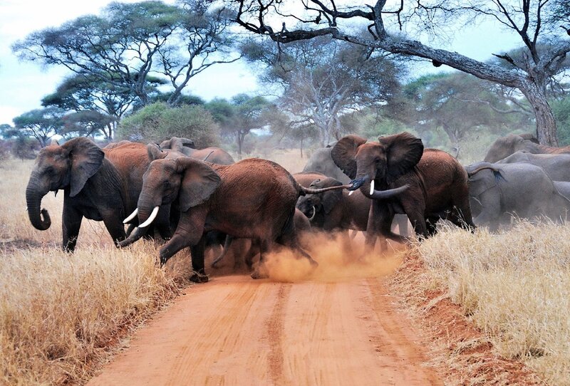 Elephant Herd Crossing Road — Brown
