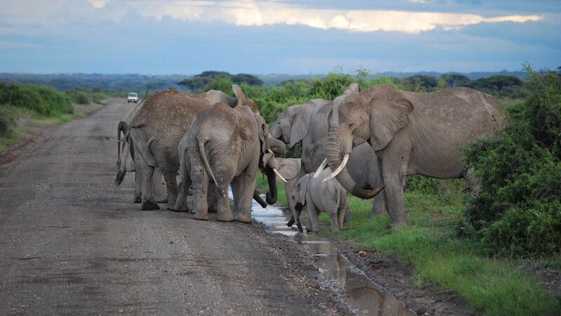 elephant herd crossing road