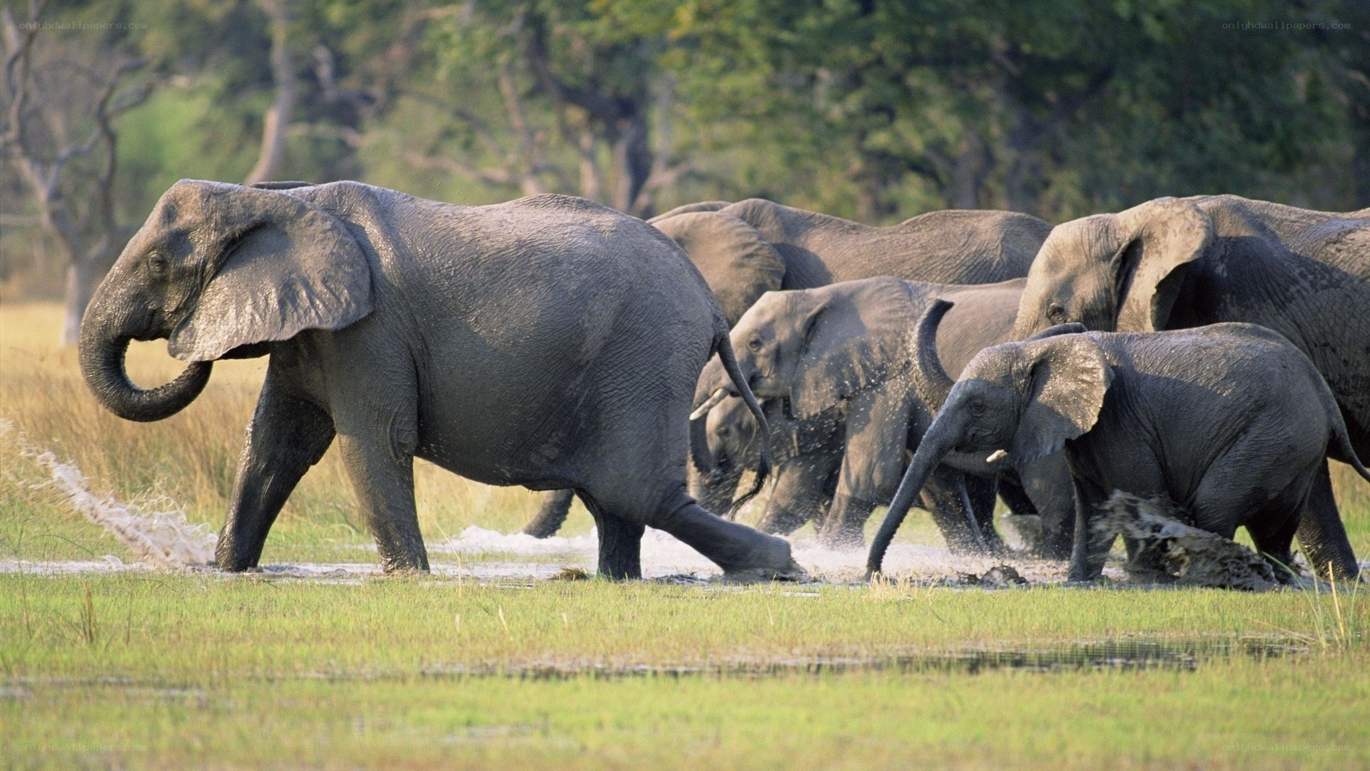 Elephant herd crossing water