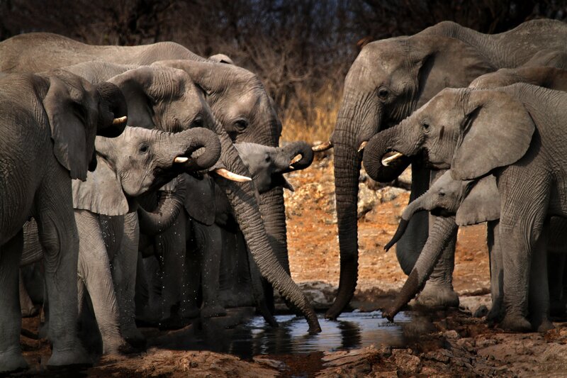 Elephant Herd Drinking