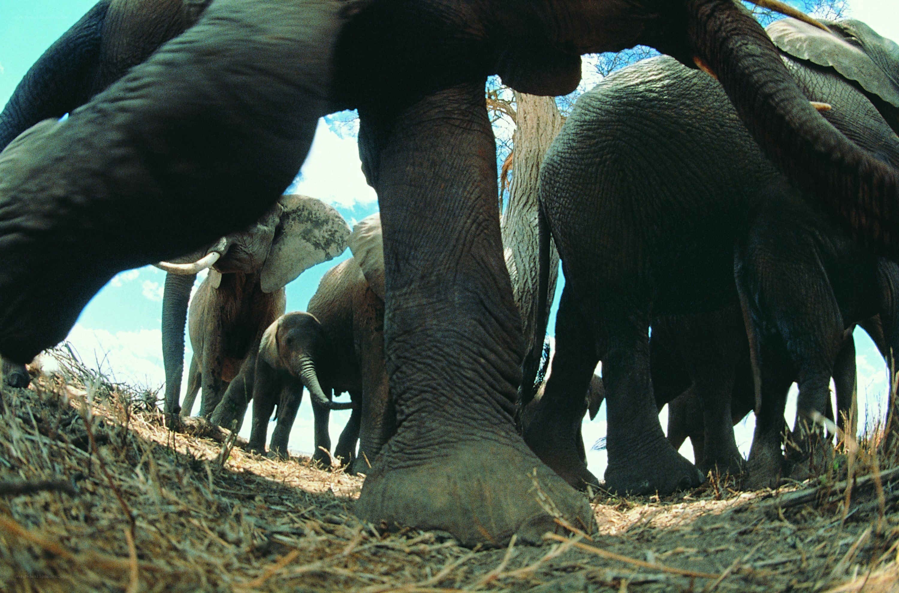 Elephant herd from below