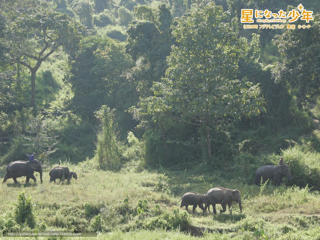 Elephant herd in a lush valley
