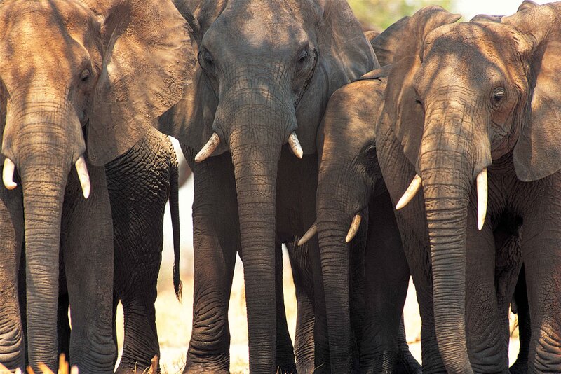 elephant herd in close-up