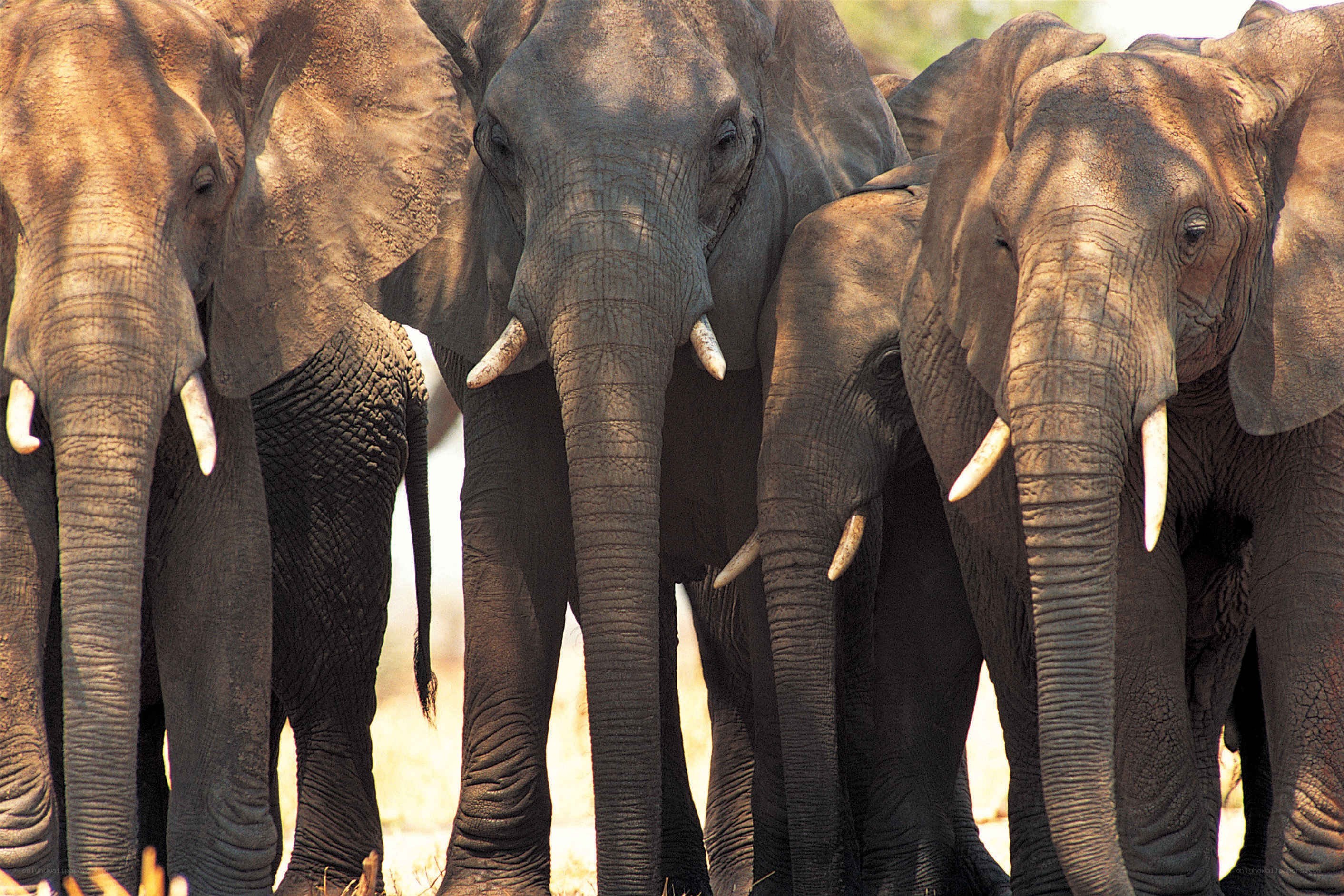 elephant herd in close-up