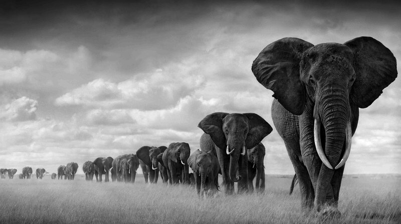 Elephant Herd in Field — Black