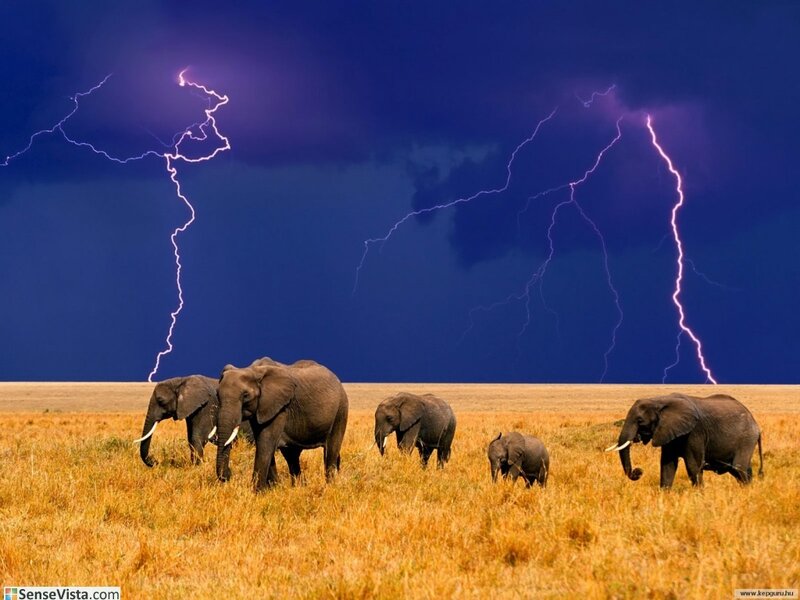Elephant Herd in Field — Blue, Dramatic, Night, Photograph, Lightning, Storm, Grassland