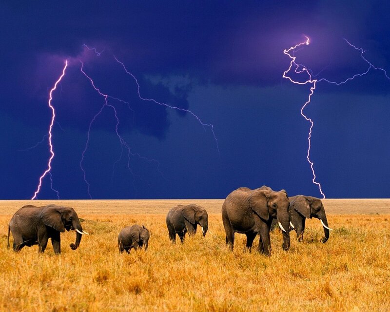 Elephant Herd in Field — Blue, Dramatic, Night, Photograph, Lightning