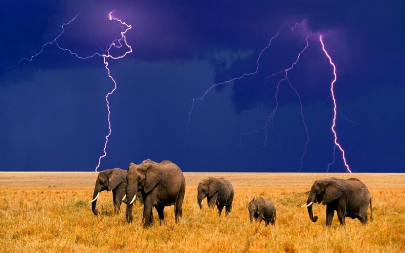 Elephant Herd in Field — Blue, Dramatic