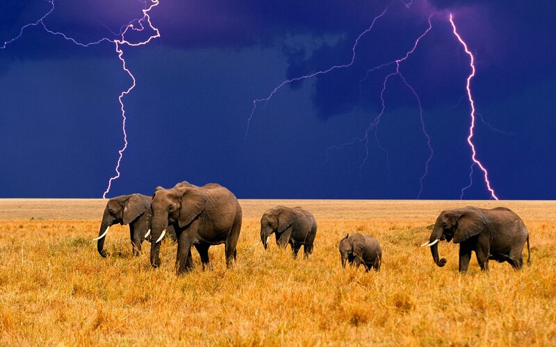 Elephant Herd in Field — Blue