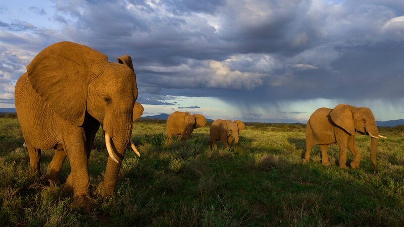 Elephant Herd in Field — Green