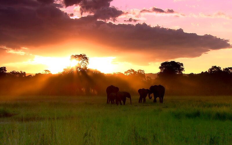 Elephant Herd in Field — Orange