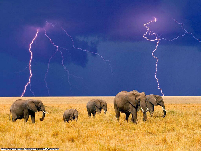 Elephant Herd in Field