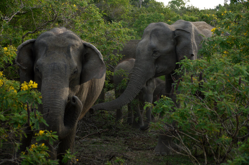 Elephant Herd in Forest — Green, Natural