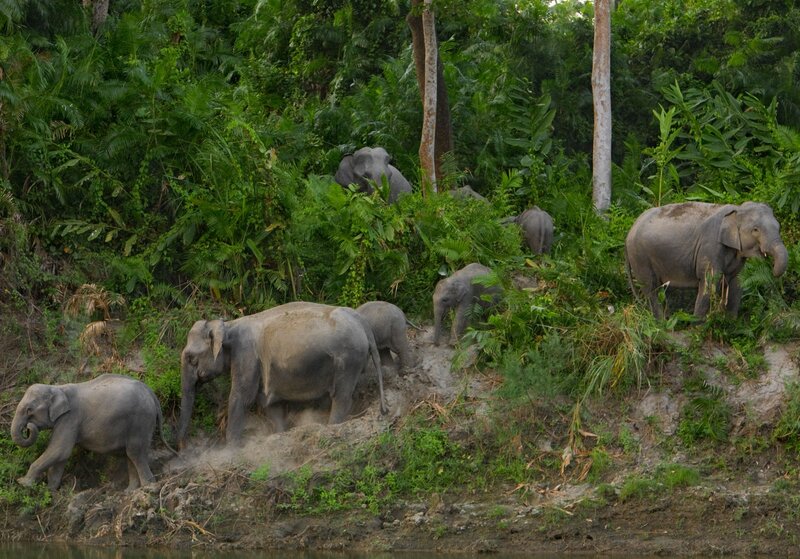 Elephant Herd in Forest — Green