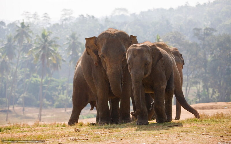 elephant herd in forest