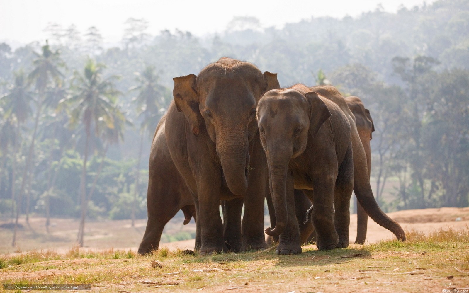 elephant herd in forest