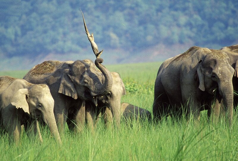 Elephant Herd in Grass