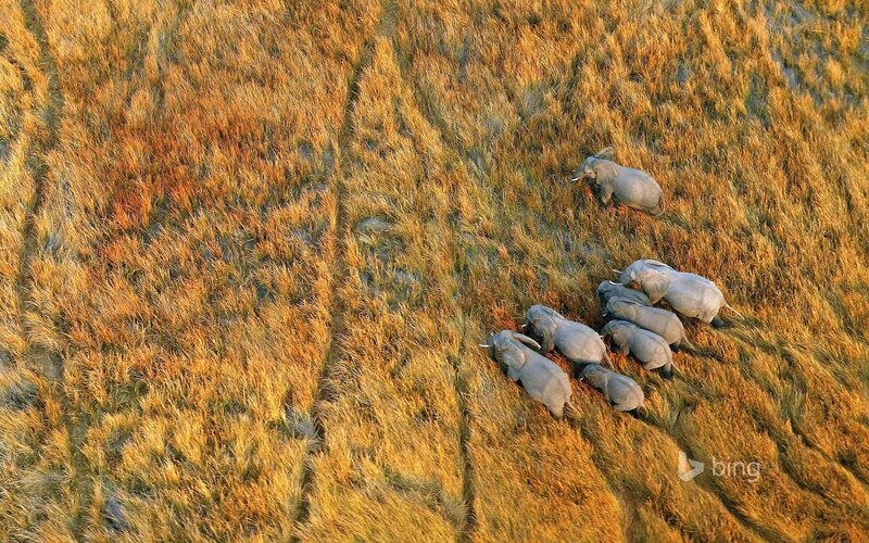 Elephant Herd in Grassland — Golden