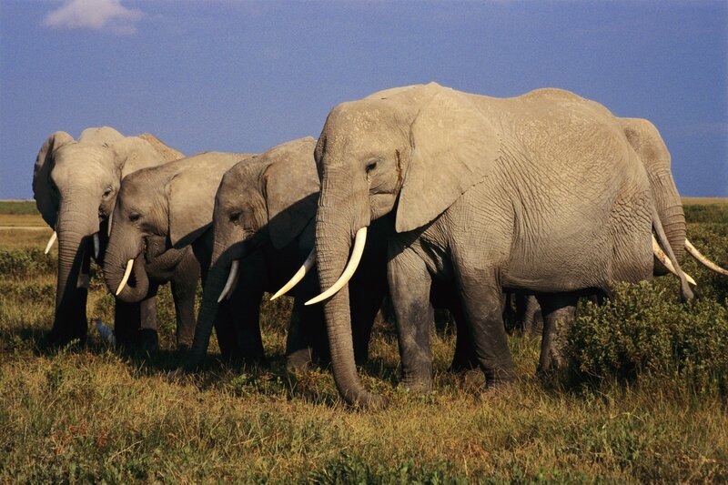 Elephant Herd in Grassland — Gray, Serene