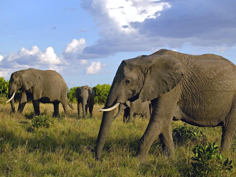 Elephant Herd in Grassland — Green, Serene, Afternoon, Photograph, Grass