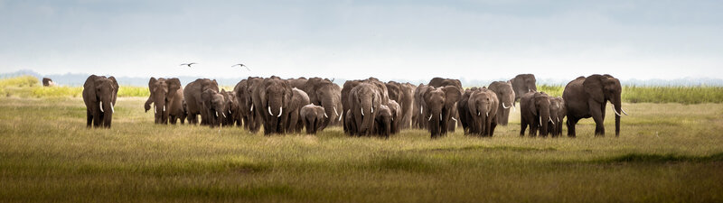 Elephant Herd in Grassland — Green, Serene, Afternoon, Photograph
