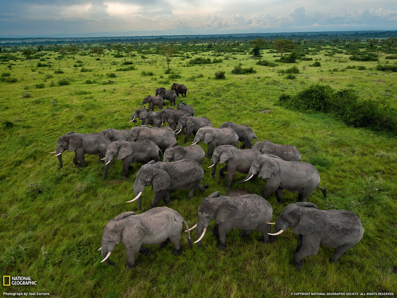 Elephant Herd in Grassland — Green, Serene
