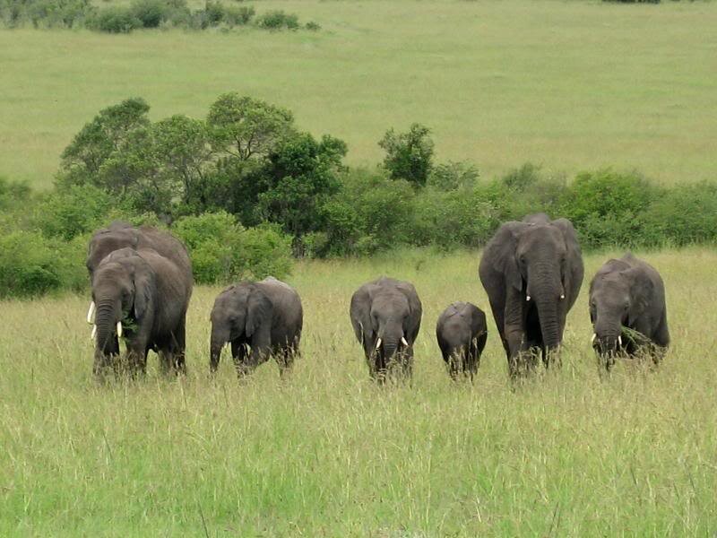 Elephant Herd in Grassland — Green