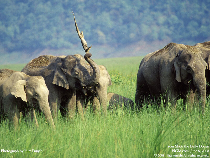 Elephant herd in grassland