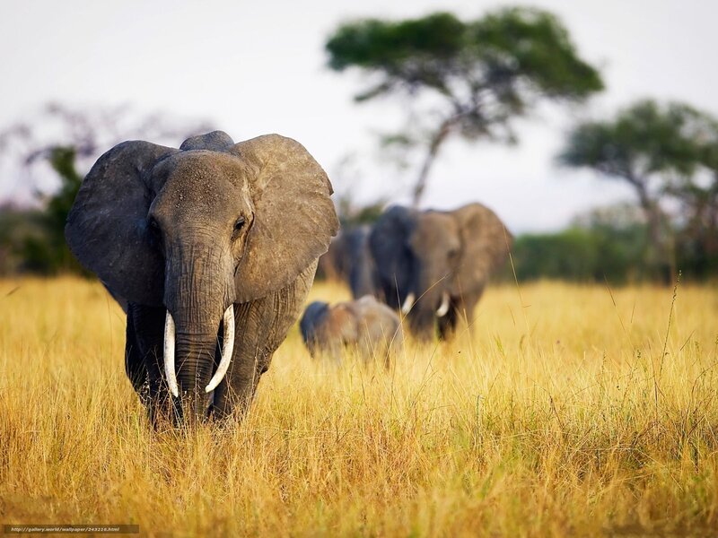 Elephant Herd in Grassland — Yellow, Natural