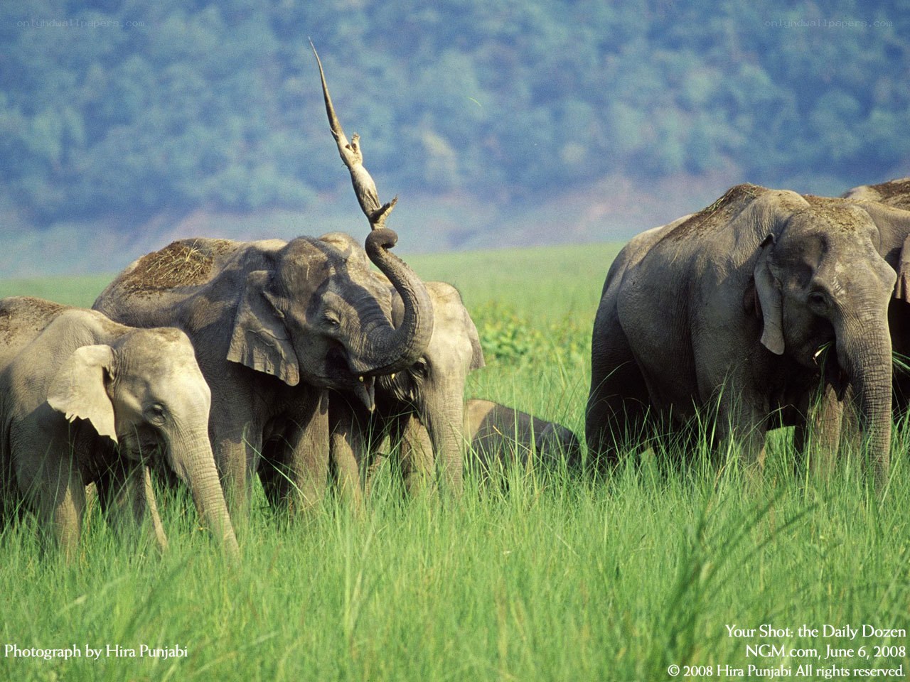 Elephant herd in grassland