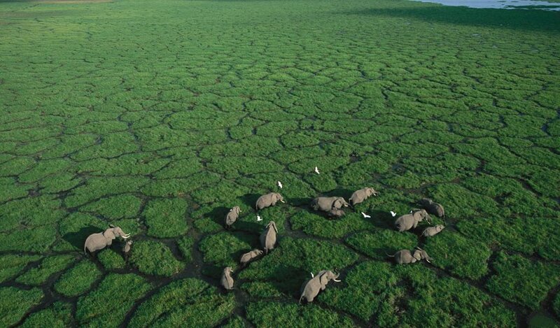Elephant Herd in Marsh