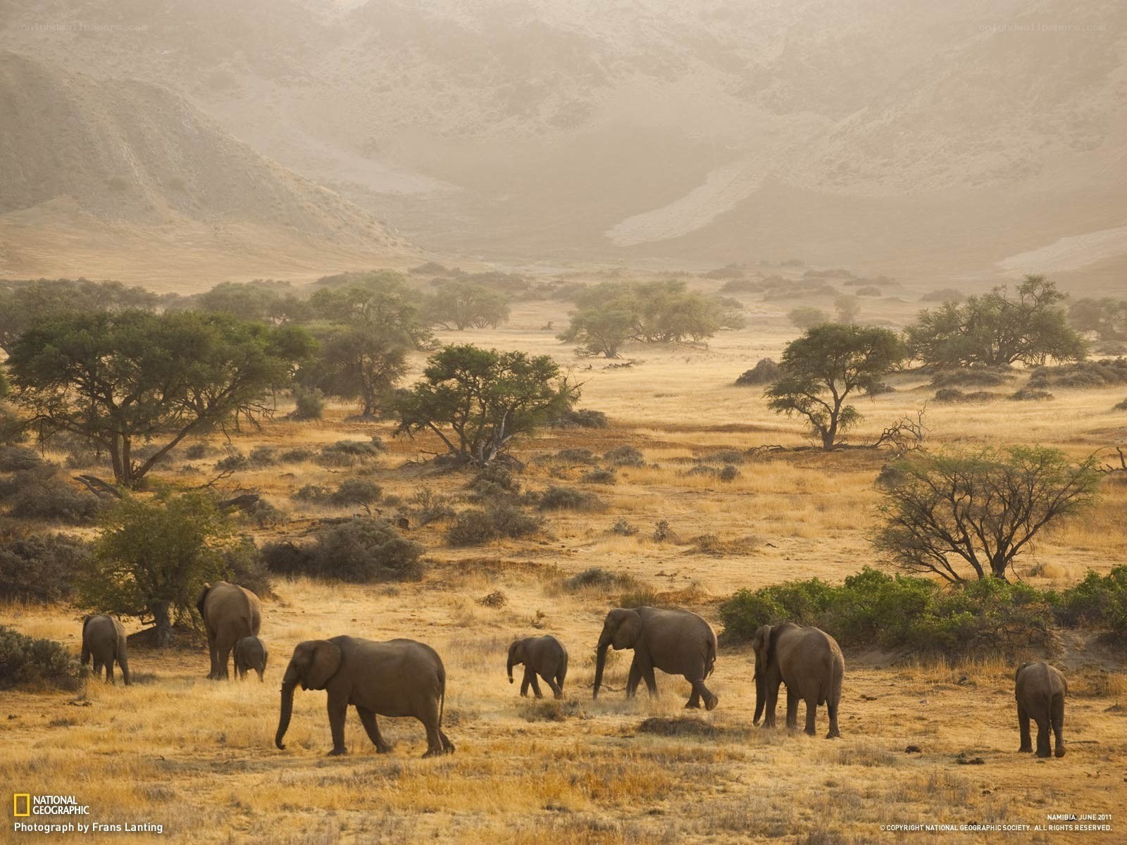 Elephant herd in Namibia