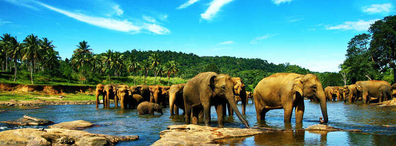 Elephant Herd in River — Blue