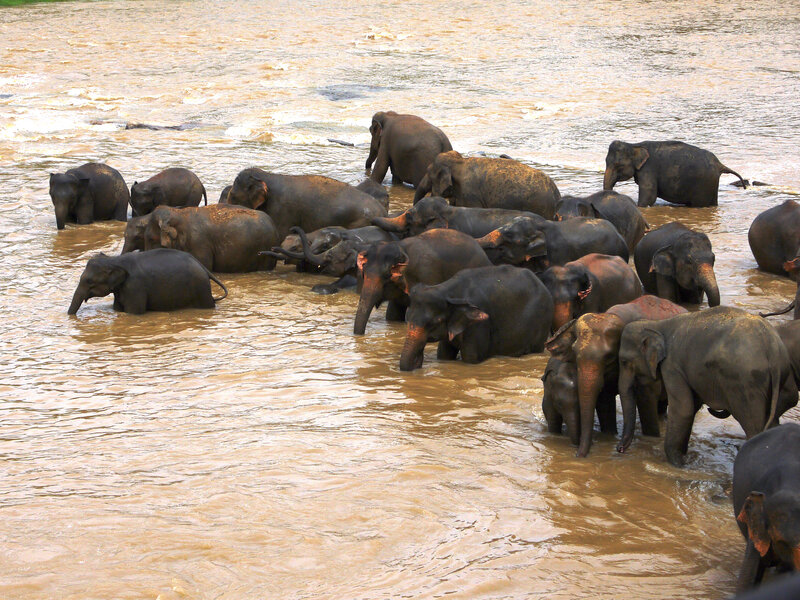 Elephant Herd in River — Brown, Calm