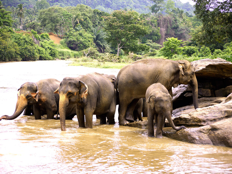 Elephant Herd in River — Brown, Natural