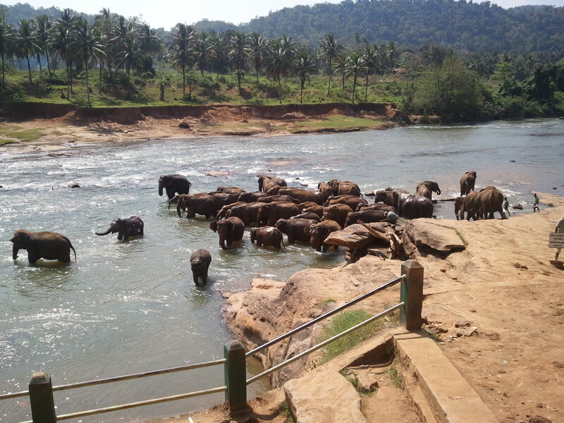 Elephant Herd in River — Brown