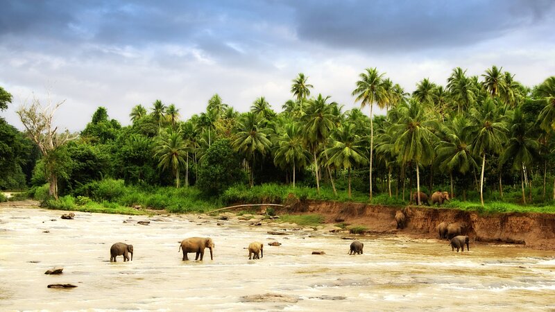 Elephant Herd in River — Green, Serene