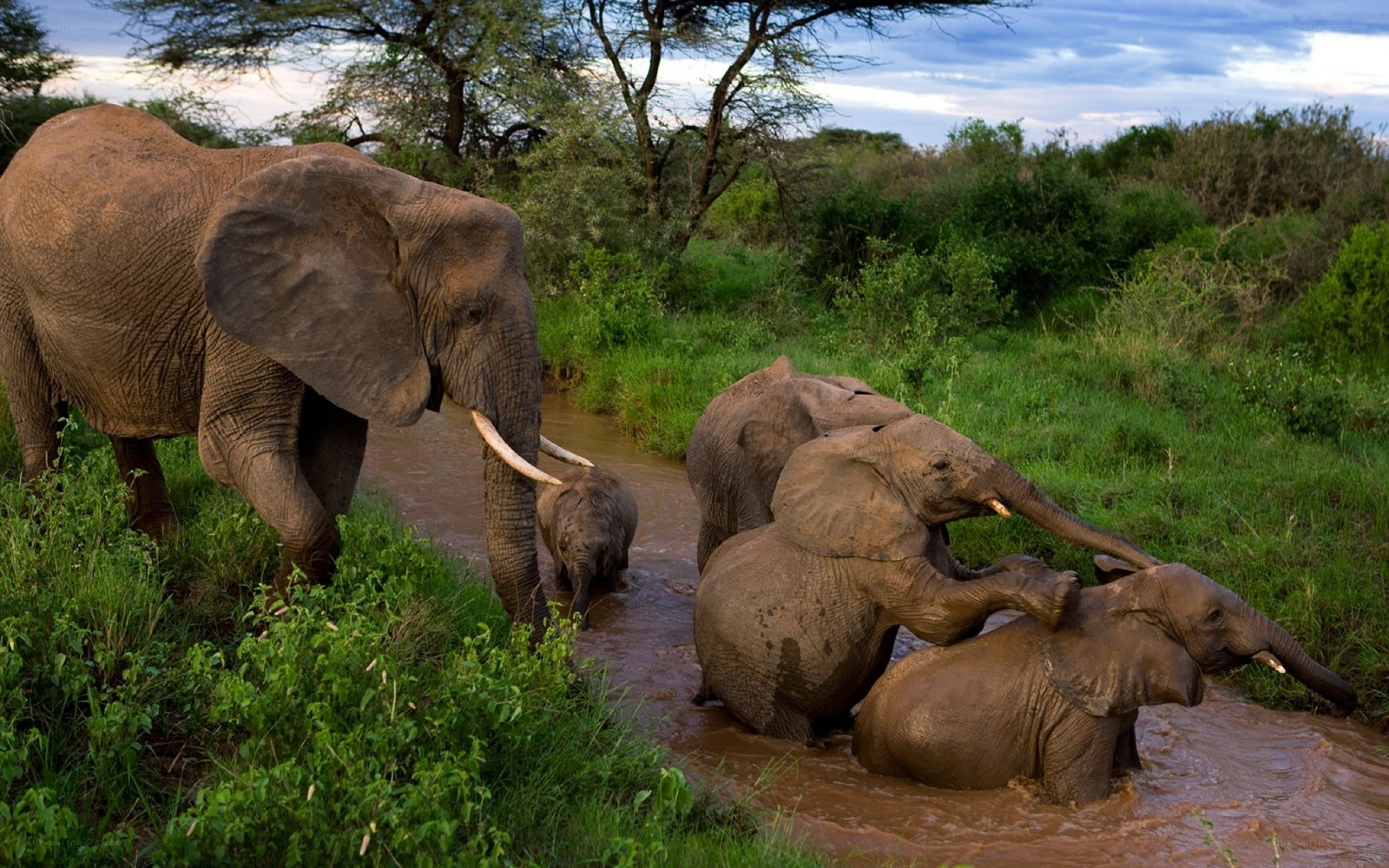 Elephant herd in river