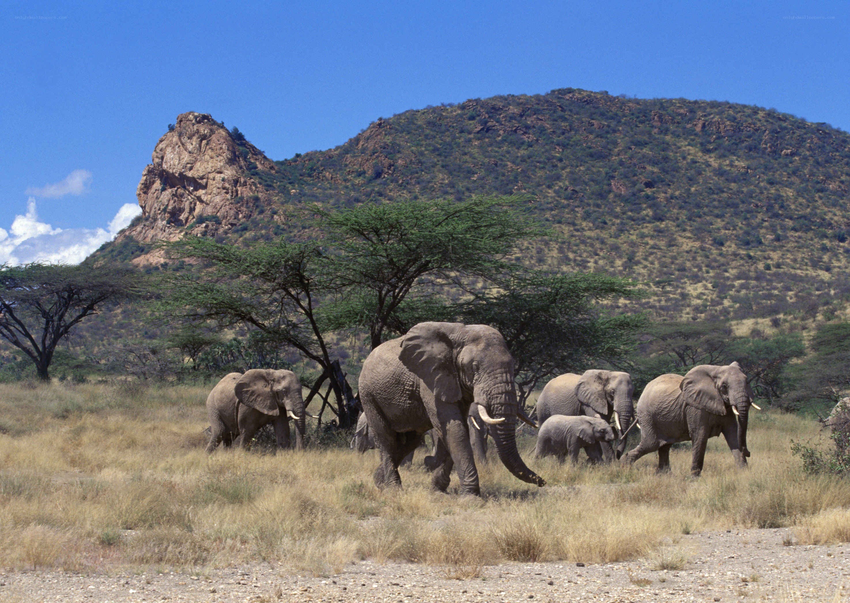 Elephant herd in savanna