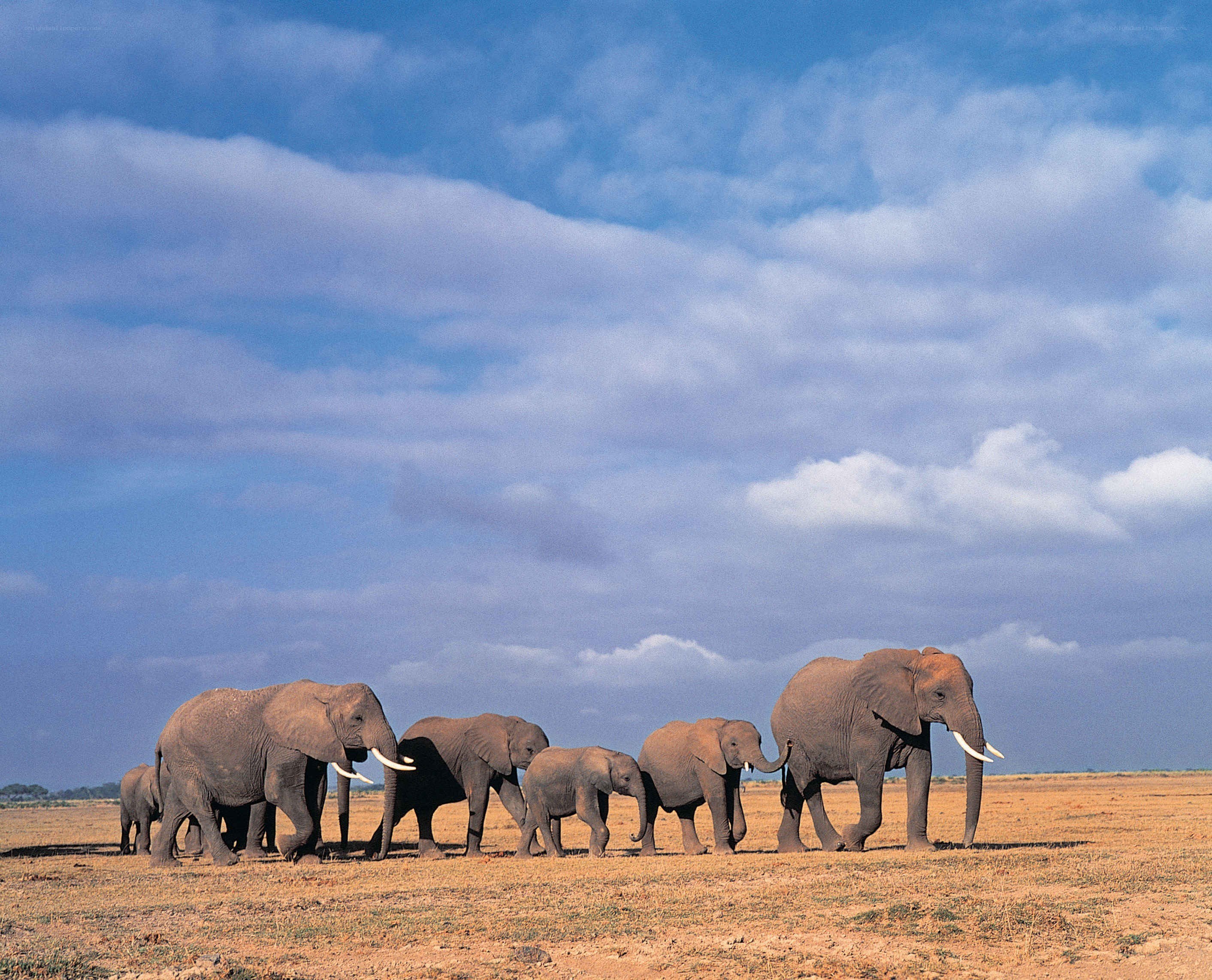 elephant herd in savanna