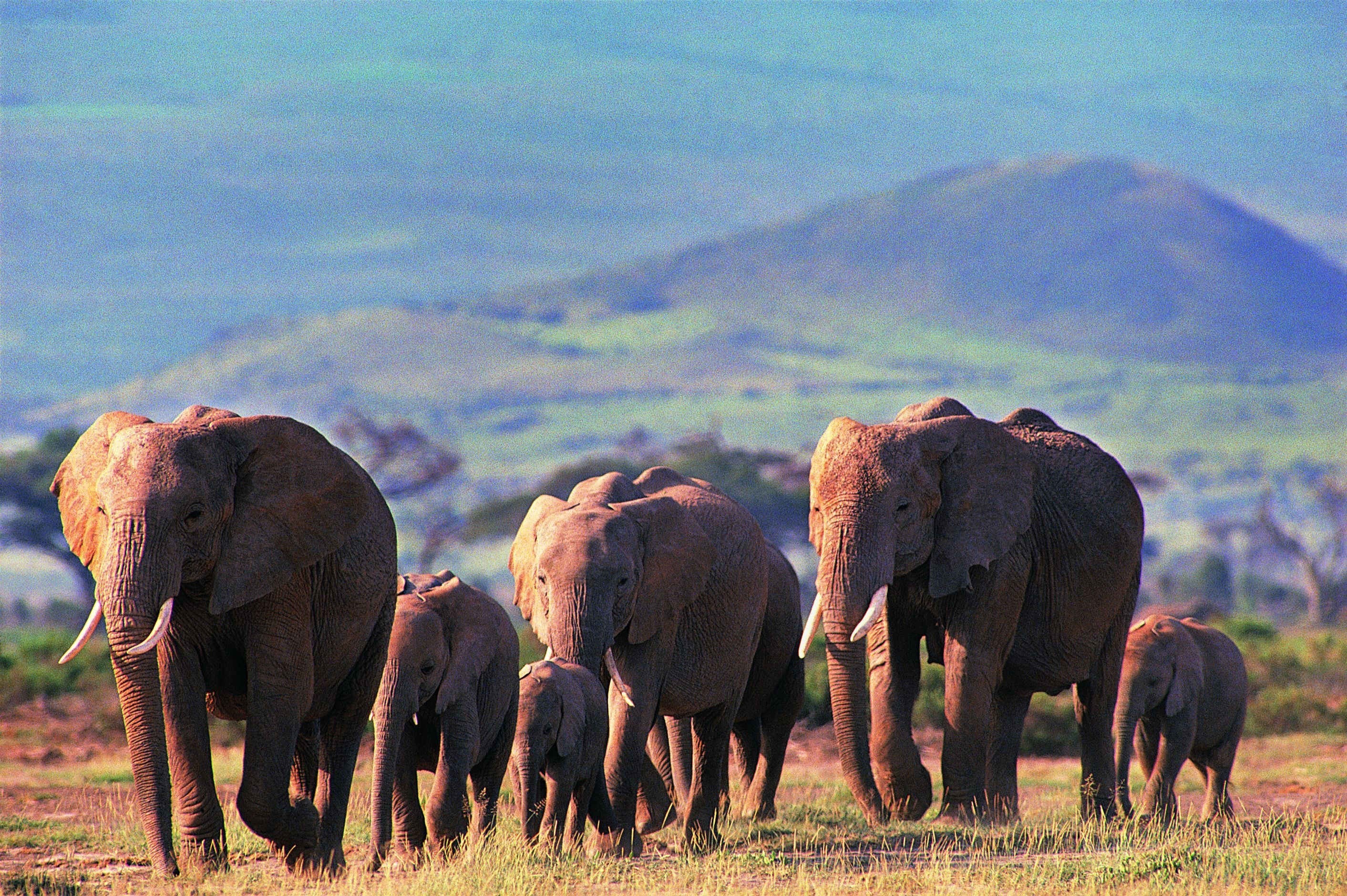 elephant herd in savanna