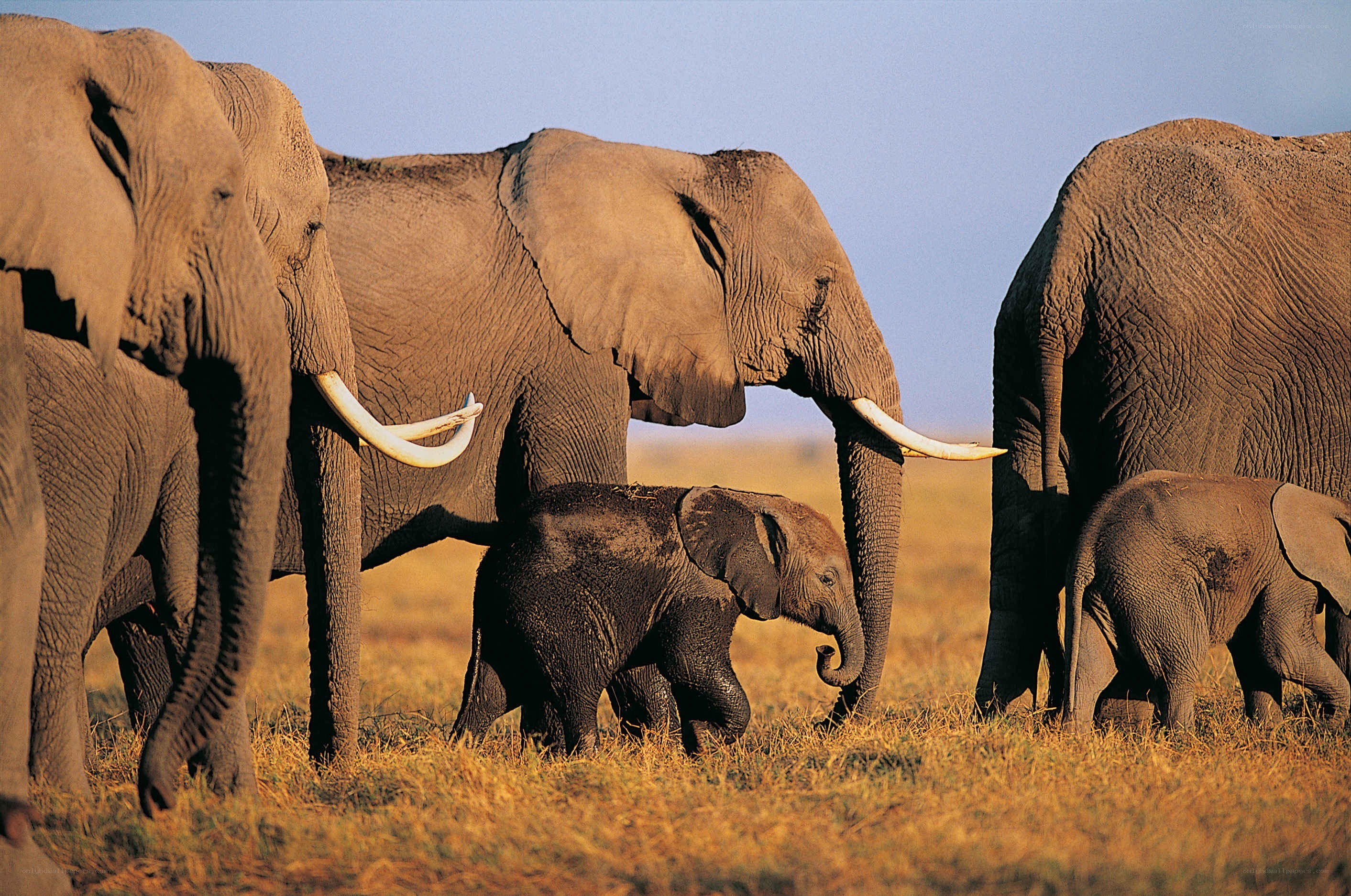 Elephant herd in savanna