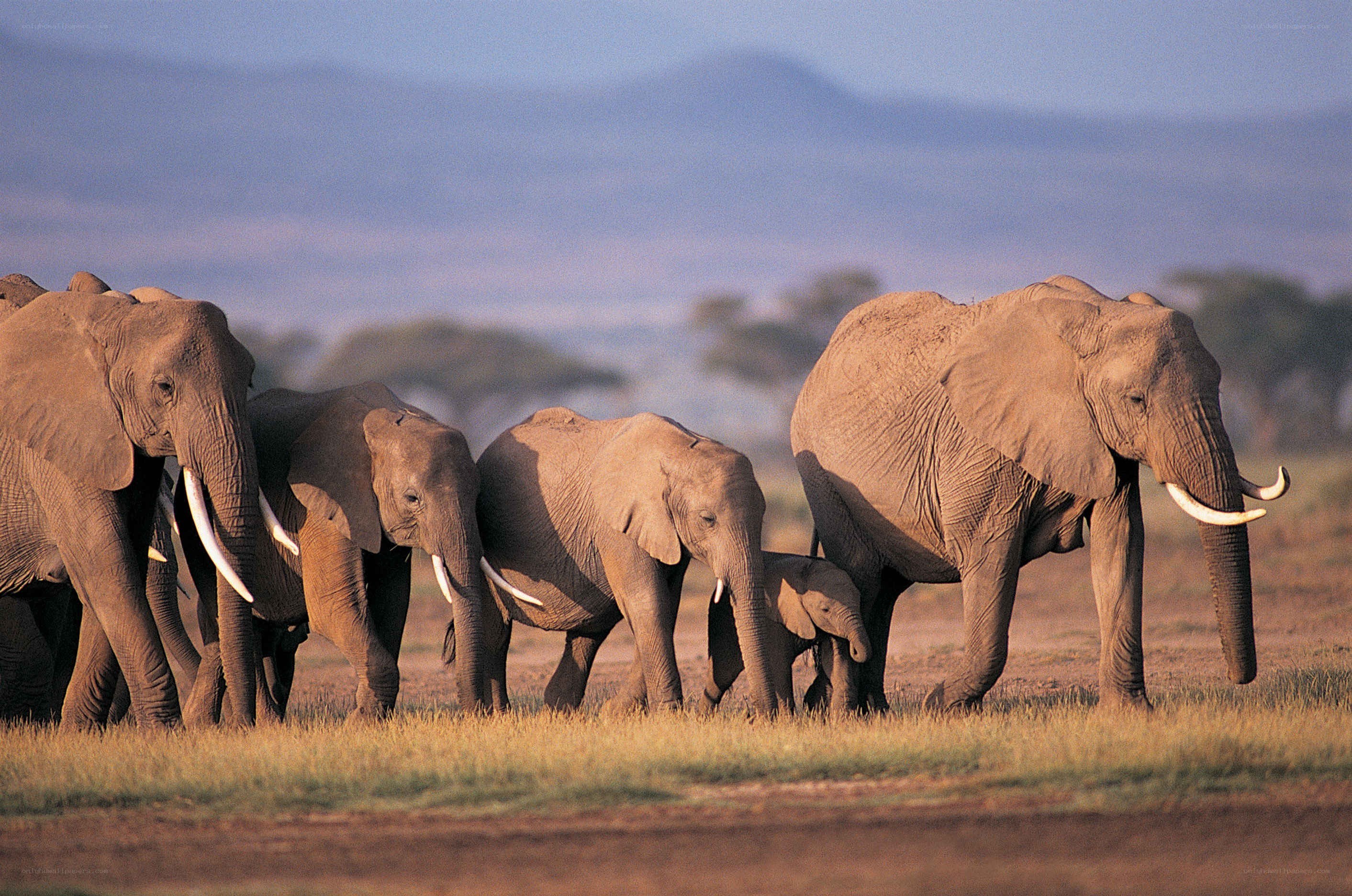 elephant herd in savanna
