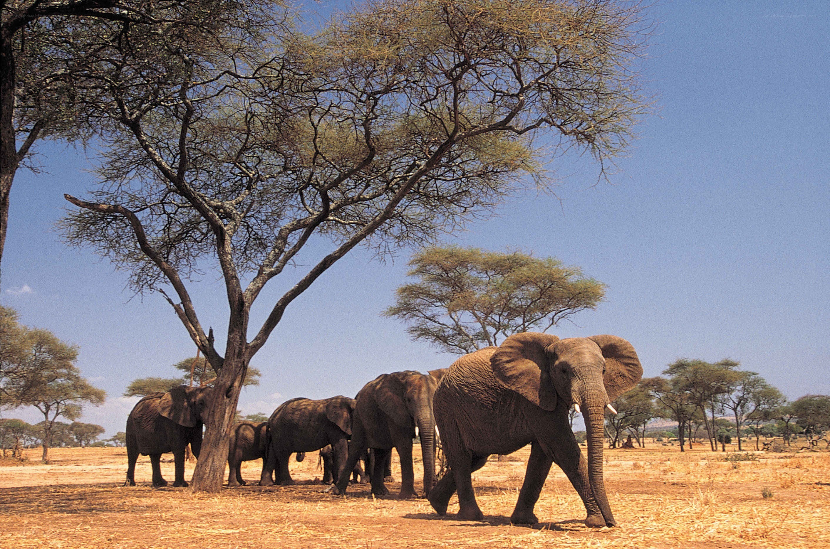 Elephant herd in savanna
